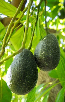 UCR Luna avocado UCR Luna avocado